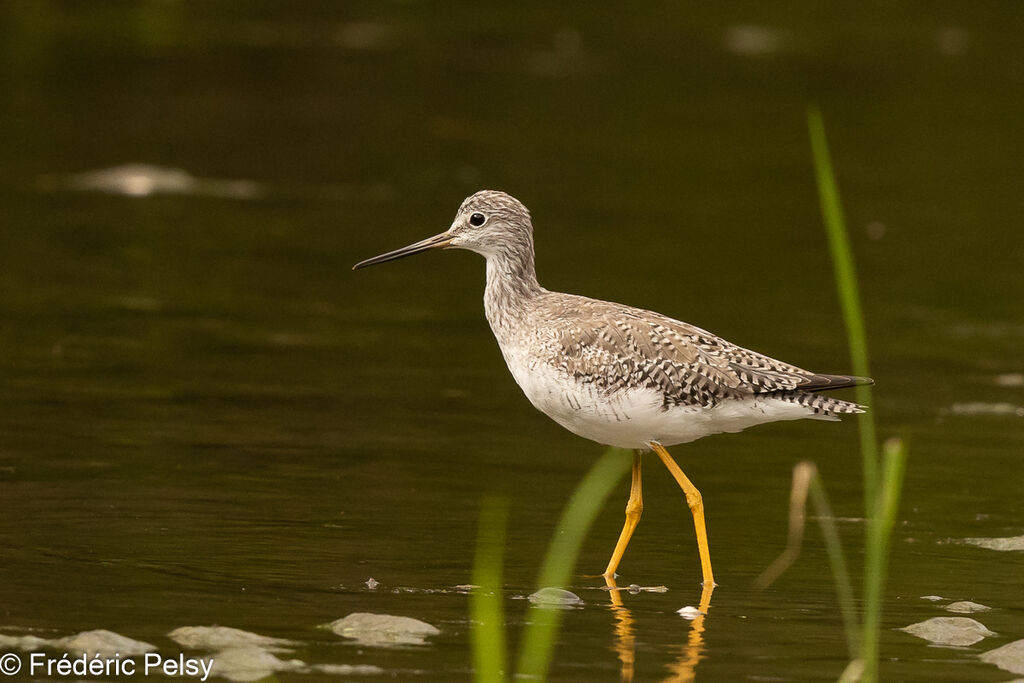 Greater Yellowlegs