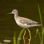 Greater Yellowlegs