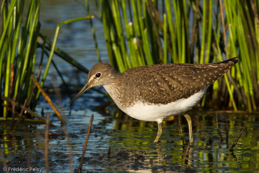 Green Sandpiperjuvenile