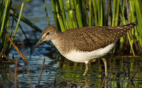 Green Sandpiper