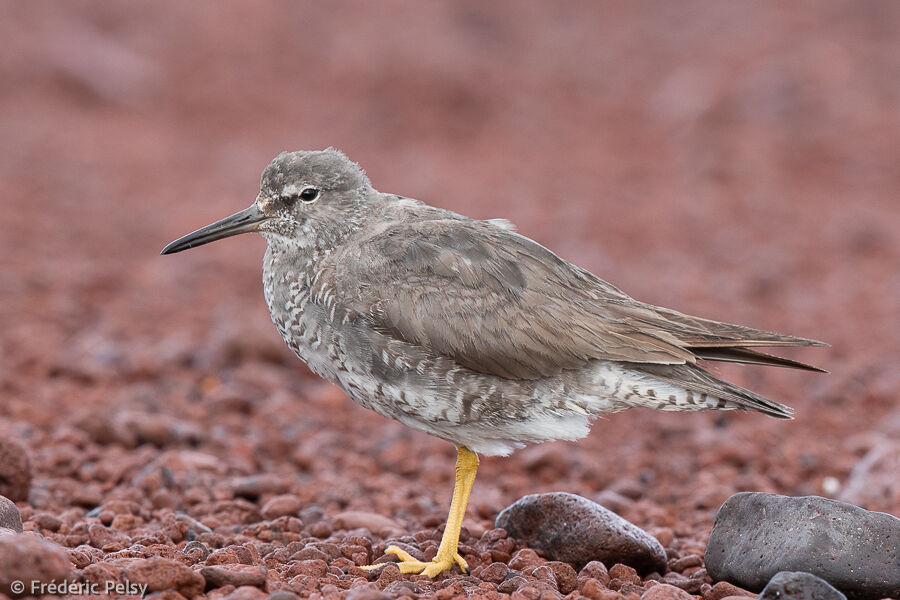 Wandering Tattler