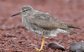 Wandering Tattler