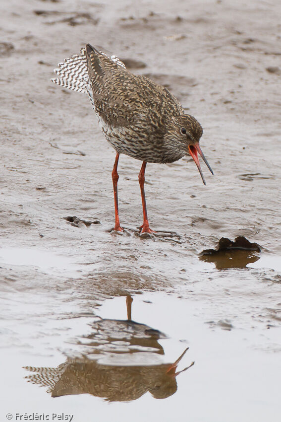 Common Redshankadult, Reproduction-nesting