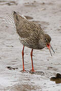 Common Redshank