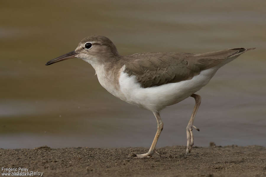 Spotted Sandpiperadult post breeding, identification