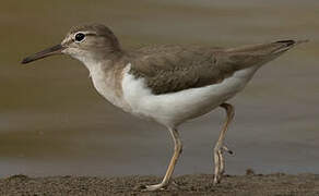 Spotted Sandpiper