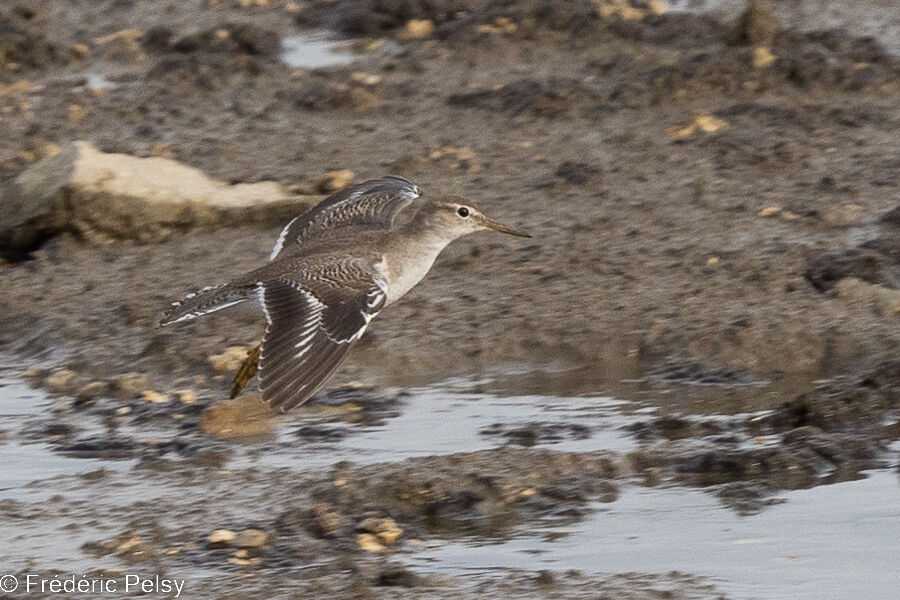 Spotted Sandpiper