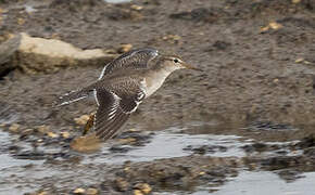 Spotted Sandpiper