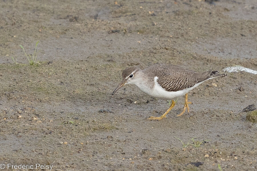 Spotted Sandpiper