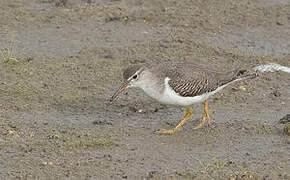 Spotted Sandpiper