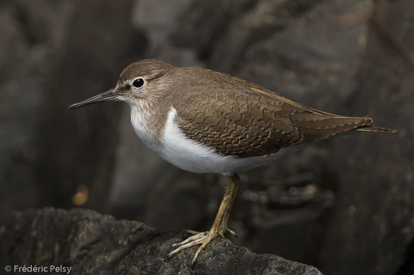 Common Sandpiper