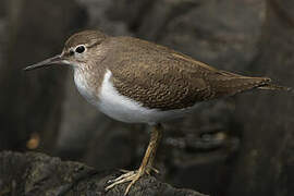 Common Sandpiper