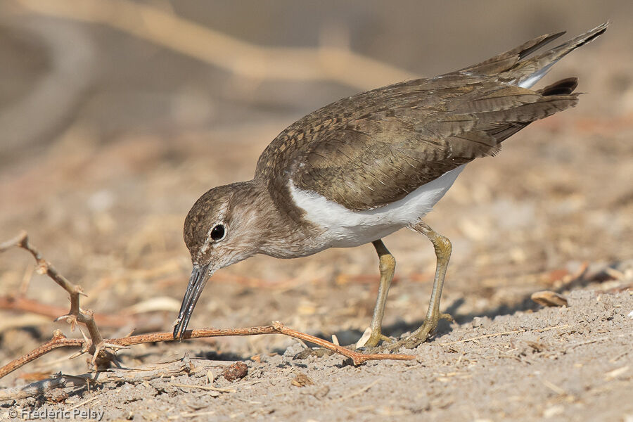 Common Sandpiper