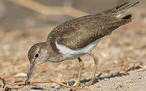 Common Sandpiper