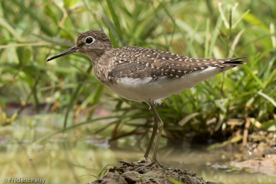 Solitary Sandpiper, identification