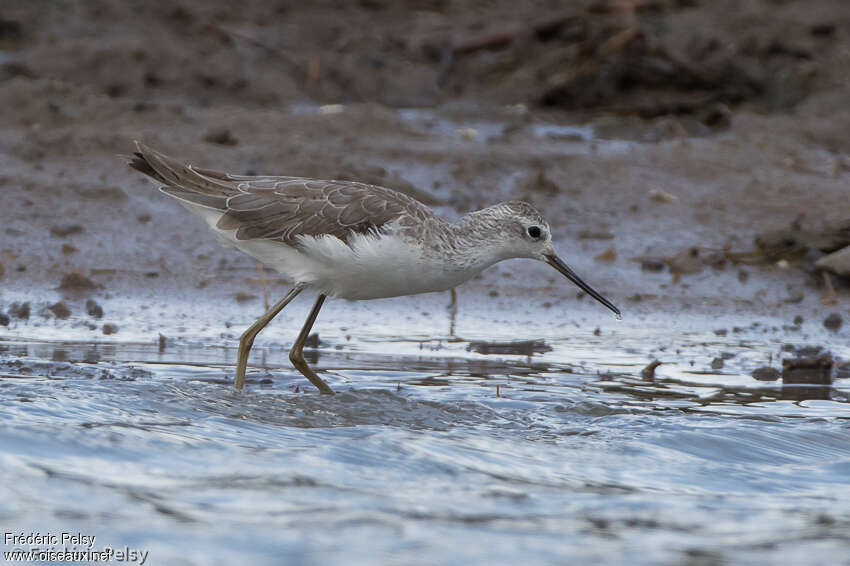 Chevalier stagnatile, habitat, pêche/chasse