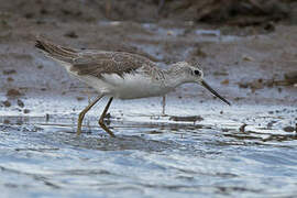 Marsh Sandpiper