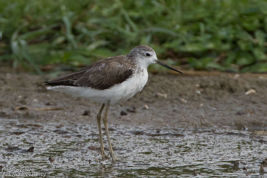 Marsh Sandpiperadult post breeding, identification