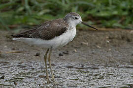 Marsh Sandpiper