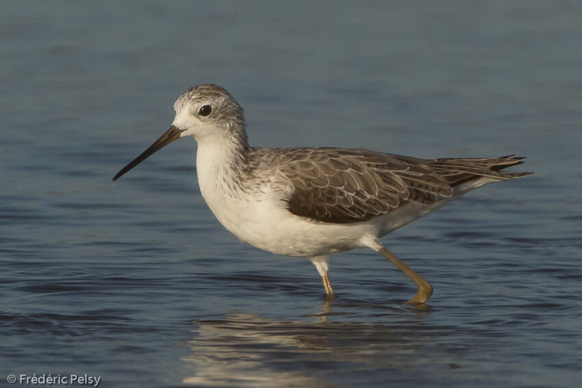 Marsh Sandpiperadult post breeding, identification, aspect