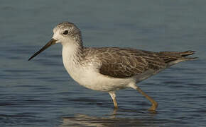 Marsh Sandpiper