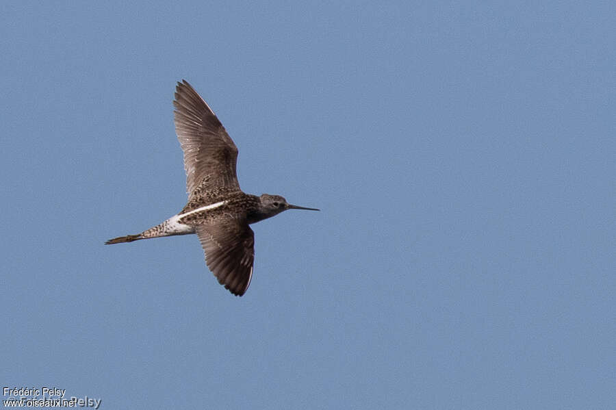 Marsh Sandpiperadult breeding, pigmentation, Flight