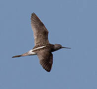 Marsh Sandpiper