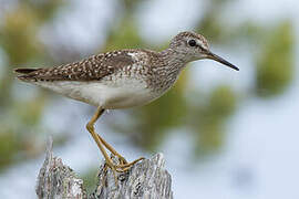 Wood Sandpiper