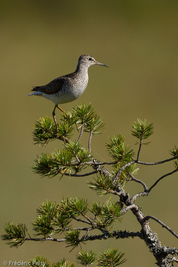 Wood Sandpiperadult