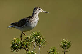 Wood Sandpiper