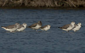 Nordmann's Greenshank