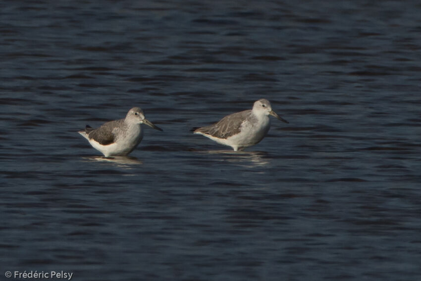 Nordmann's Greenshank