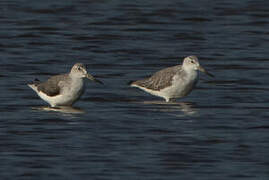 Nordmann's Greenshank