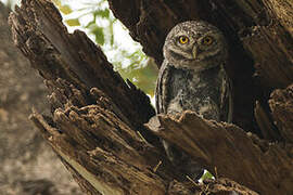 Spotted Owlet