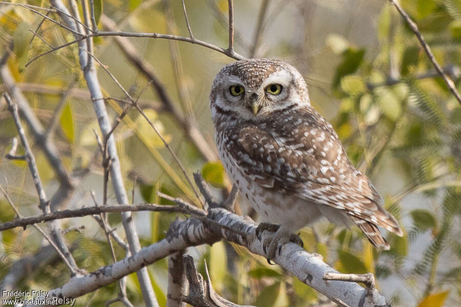 Chevêche brame, identification