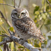 Spotted Owlet