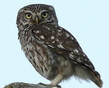 Little Owl