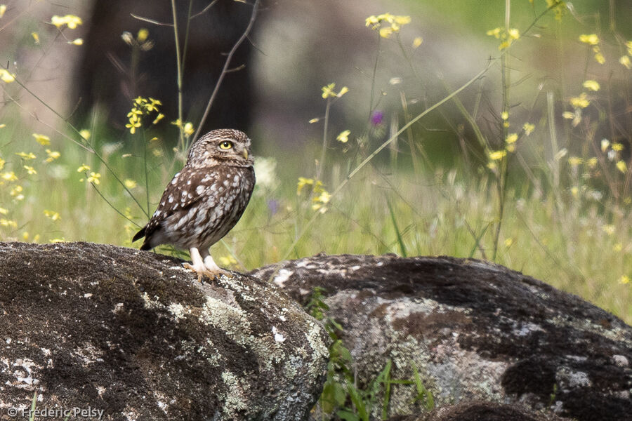 Little Owl