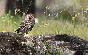 Little Owl