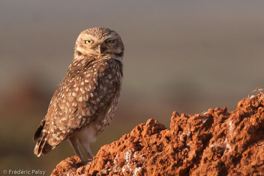 Burrowing Owl