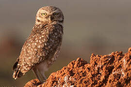 Burrowing Owl