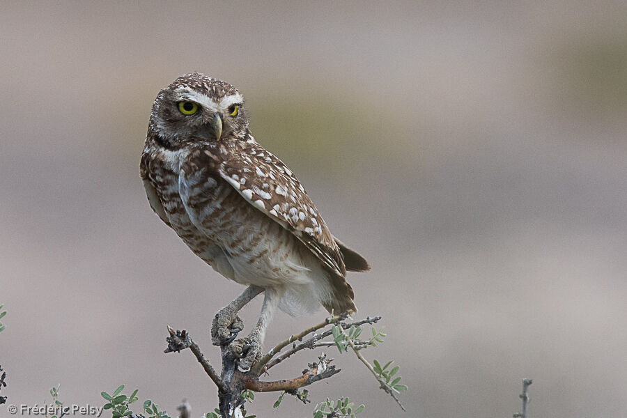 Burrowing Owl