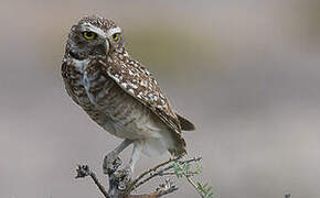 Burrowing Owl