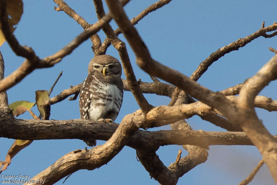 Chevêche forestière, identification