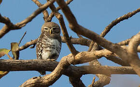 Forest Owlet