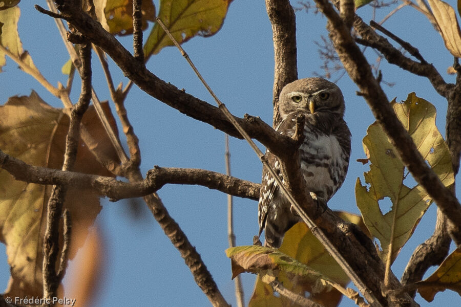 Forest Owlet