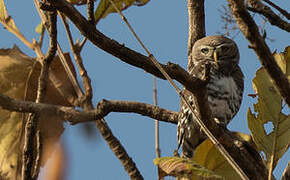 Forest Owlet