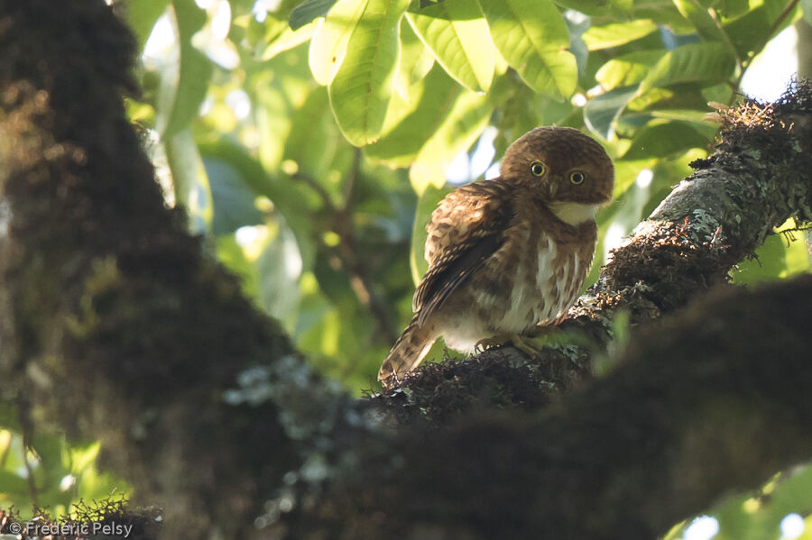 Collared Owlet