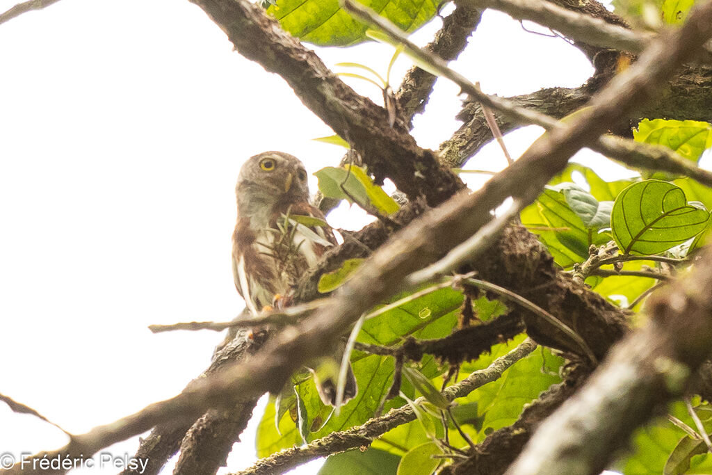 Central American Pygmy Owl