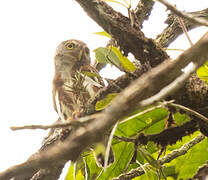 Central American Pygmy Owl